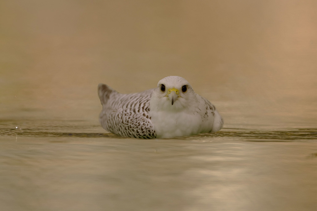 珍鳥現る
