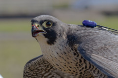 Crow Hunter ２
