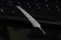 小翼羽？