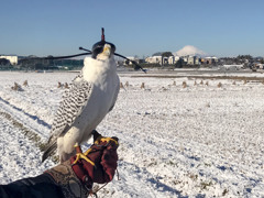 お久しぶりです