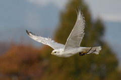 愛鳥の雄姿１