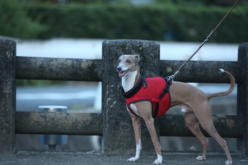 我が家の愛犬