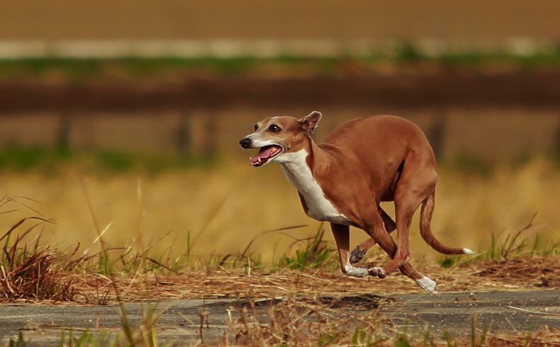 我が家の愛犬