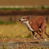 我が家の愛犬