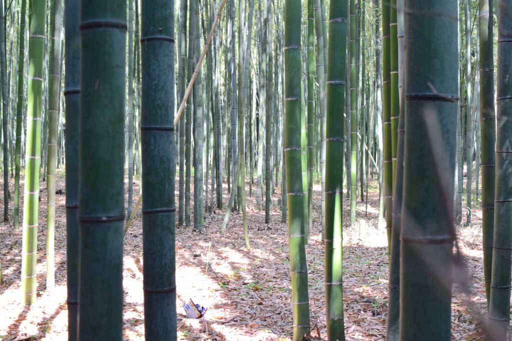 竹林の小径