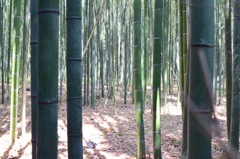 竹林の小径