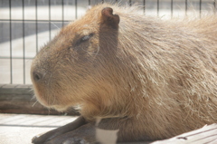 カピバラさん☆