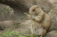 ご飯タイム