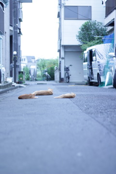 散歩11
