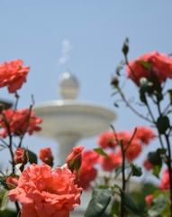 初夏の薔薇
