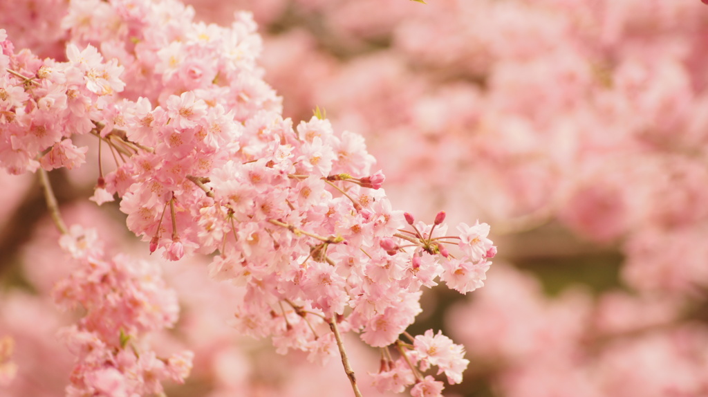 八重桜