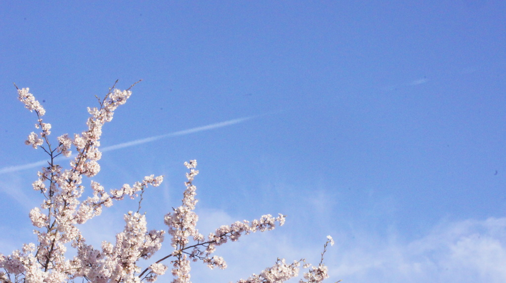 春の飛行機雲