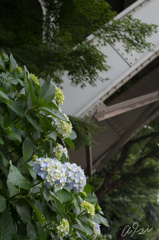 Hydrangeas And Steel