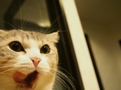 ねこ