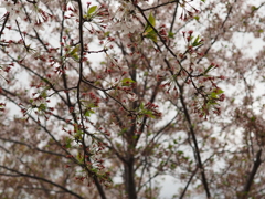 P4195806