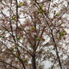 P4195806