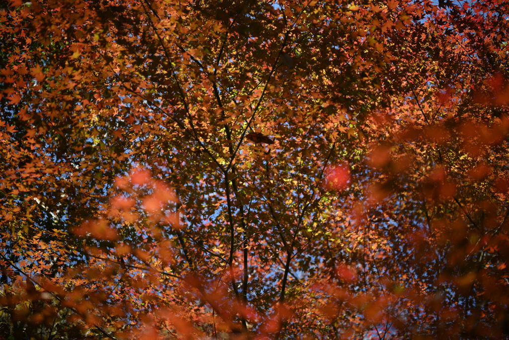 紅葉