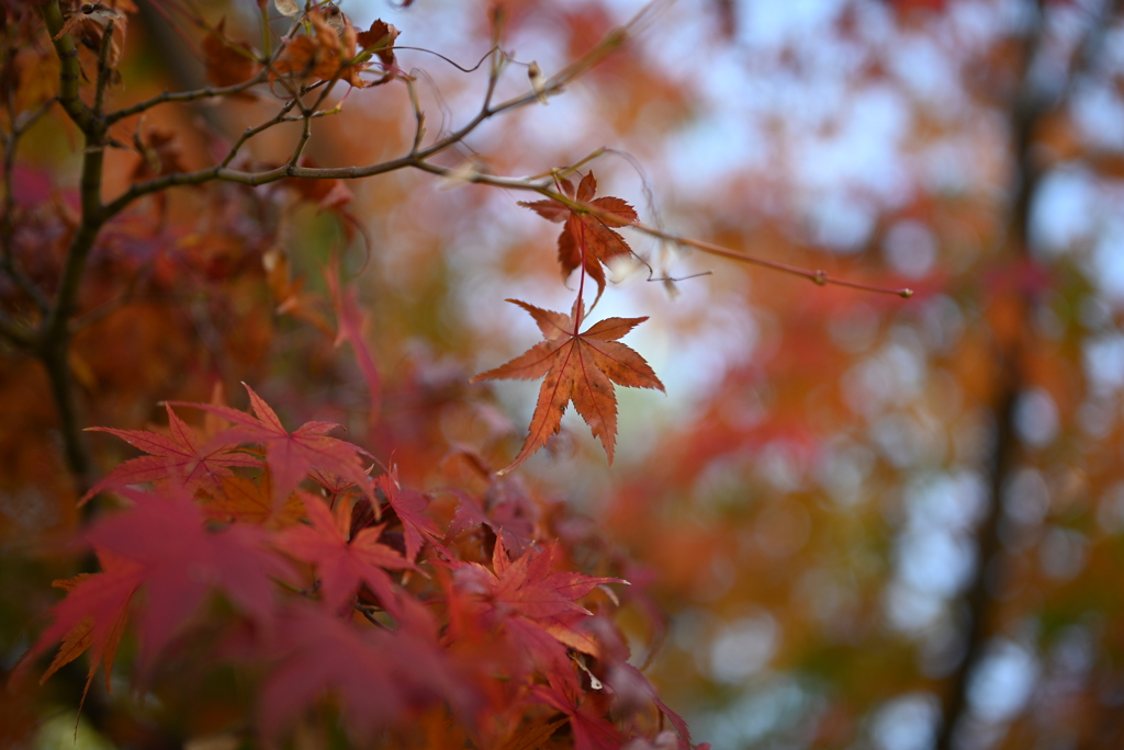 紅葉