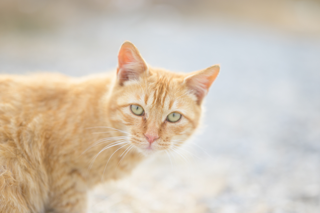 ねこ