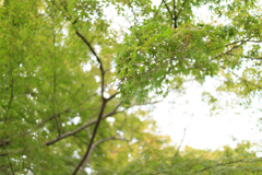 緑の紅葉
