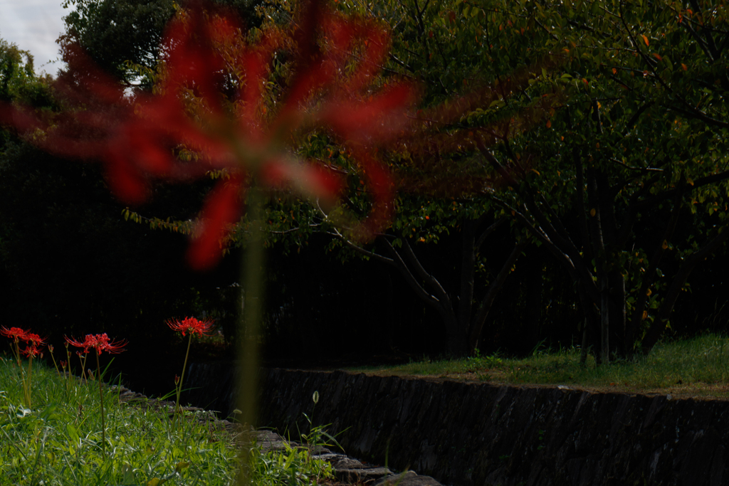 彼岸花