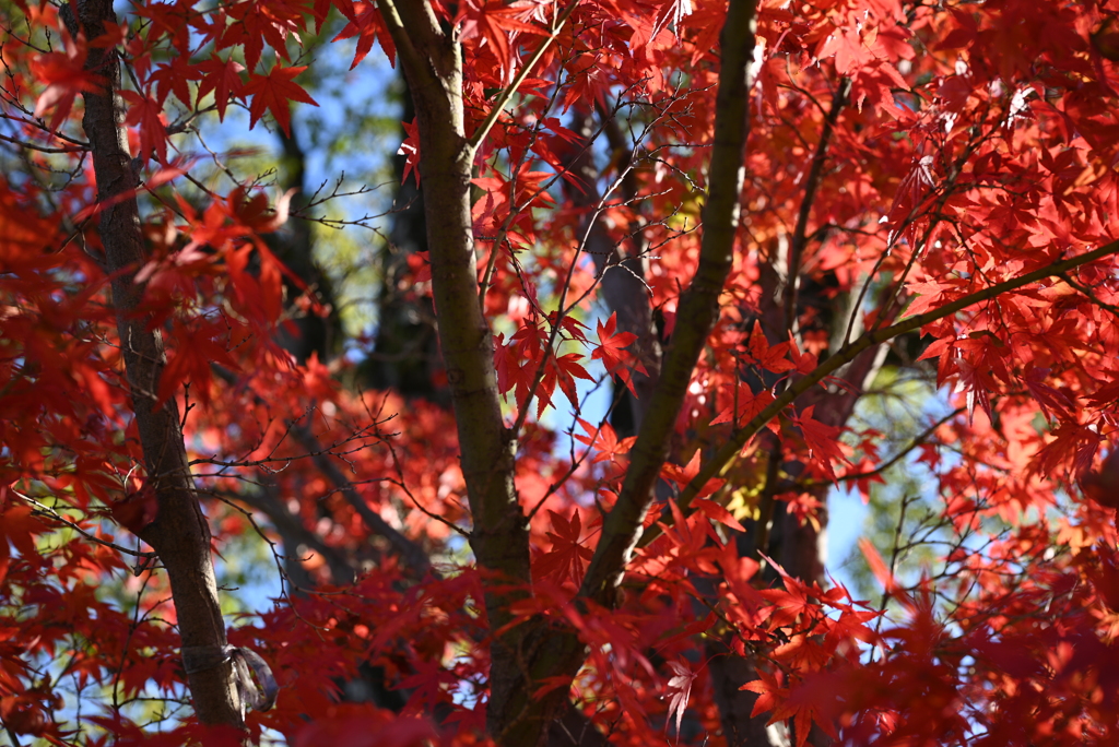 紅葉