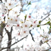 さくら②