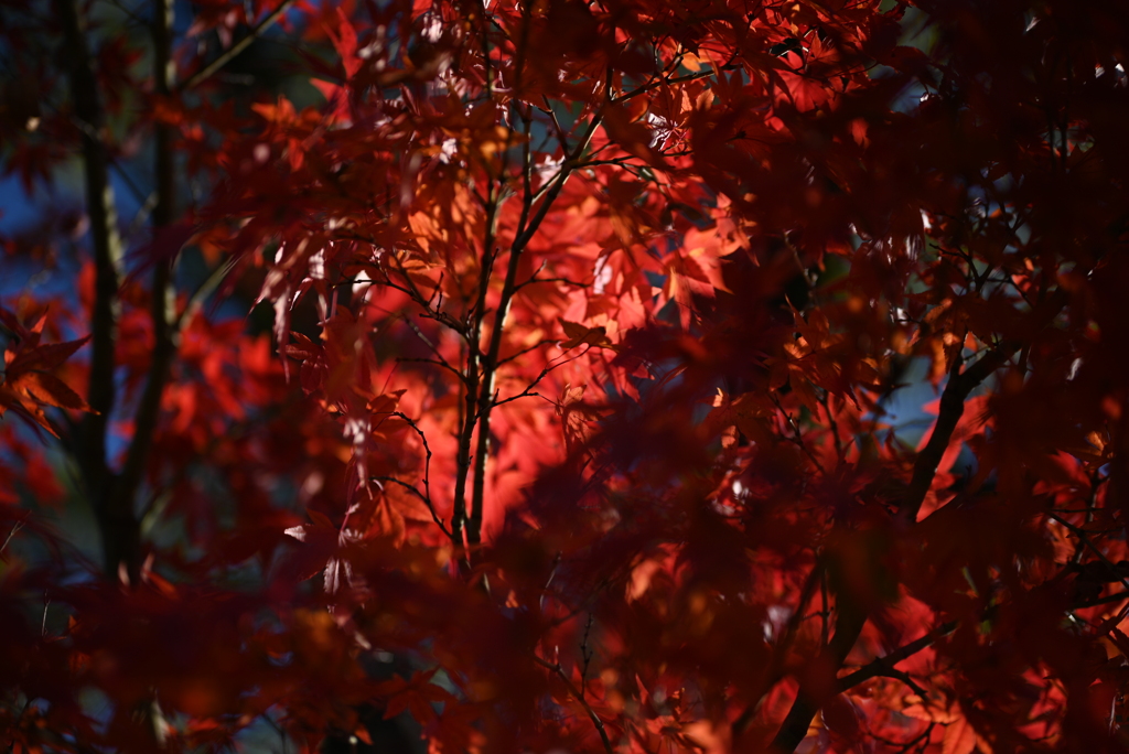 紅葉