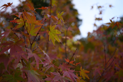 紅葉