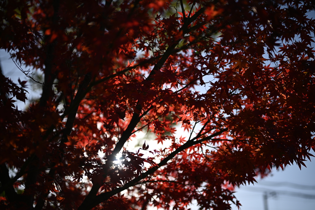 紅葉