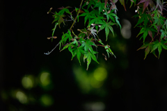 紅葉