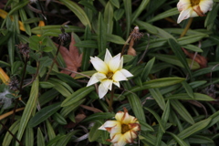 IMGL7351