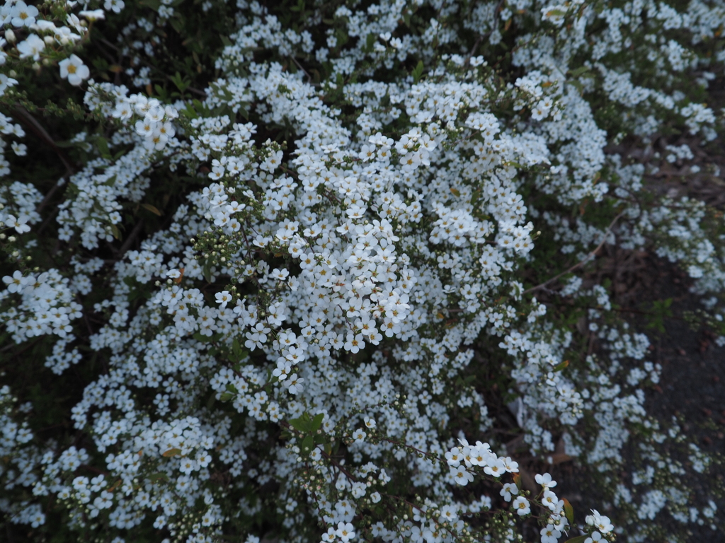 P3180730