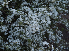 P3180730