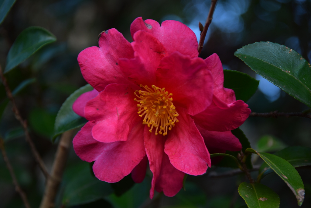 DSC_2729