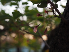 P4258145
