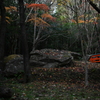 紅葉と…