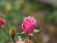 P5040899