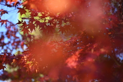 紅葉
