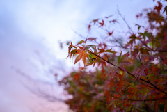 紅葉