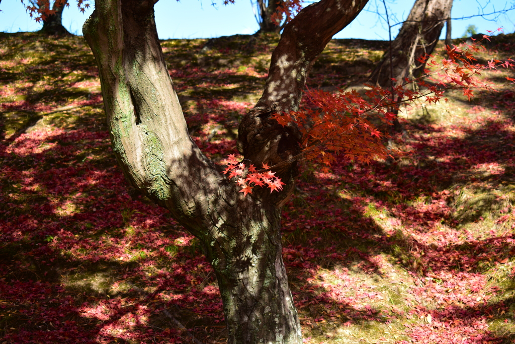 DSC_0124