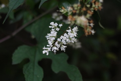 IMG_0046