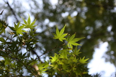 紅葉