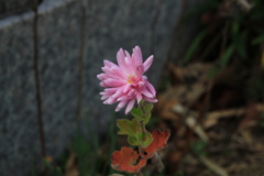 IMGL7096