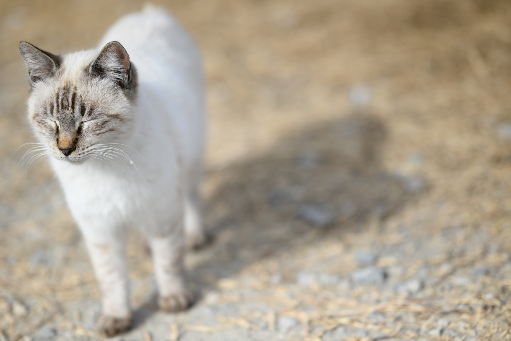 ねこ