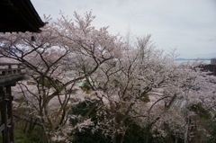 滋賀県大津市　三井寺の桜