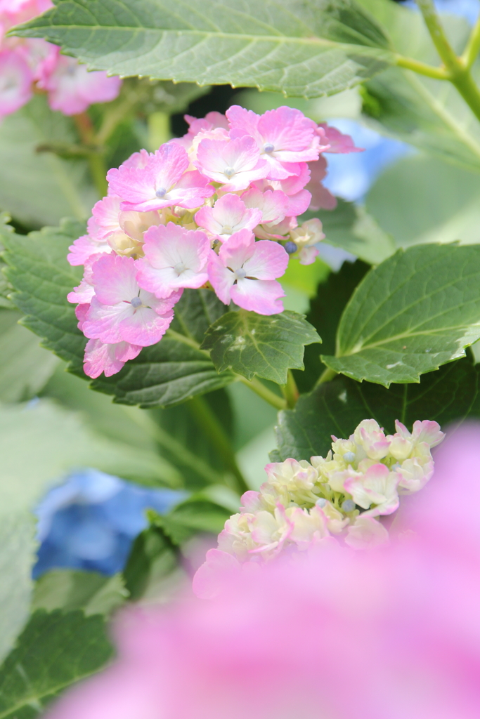 紫陽花