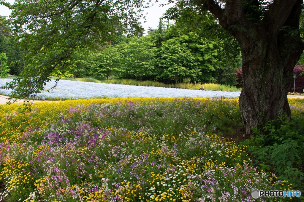 フラワーガーデン③