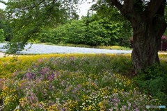 フラワーガーデン③