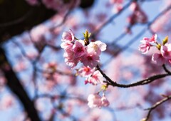 早咲き桜①